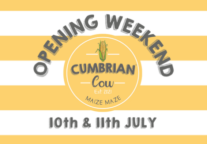 Cumbrian Cow Maize Maze to Open 10 July